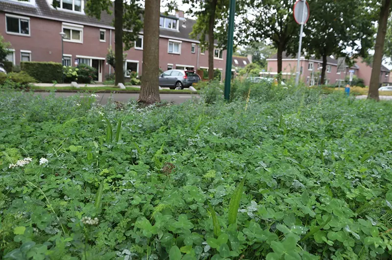 eikenprocessierups